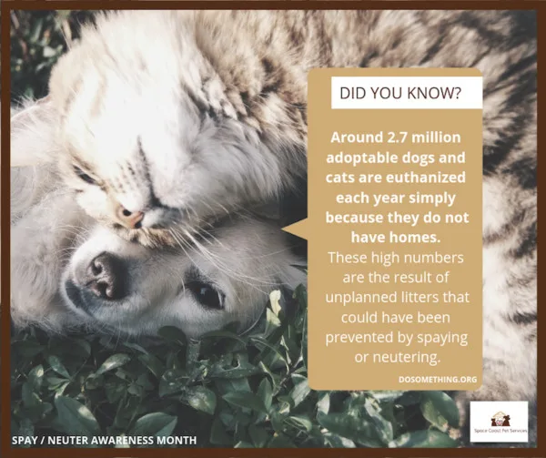 animal rescue spay and neuter your pet in brevard county florida