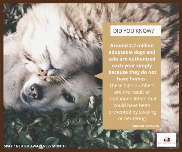 animal rescue spay and neuter your pet in brevard county florida