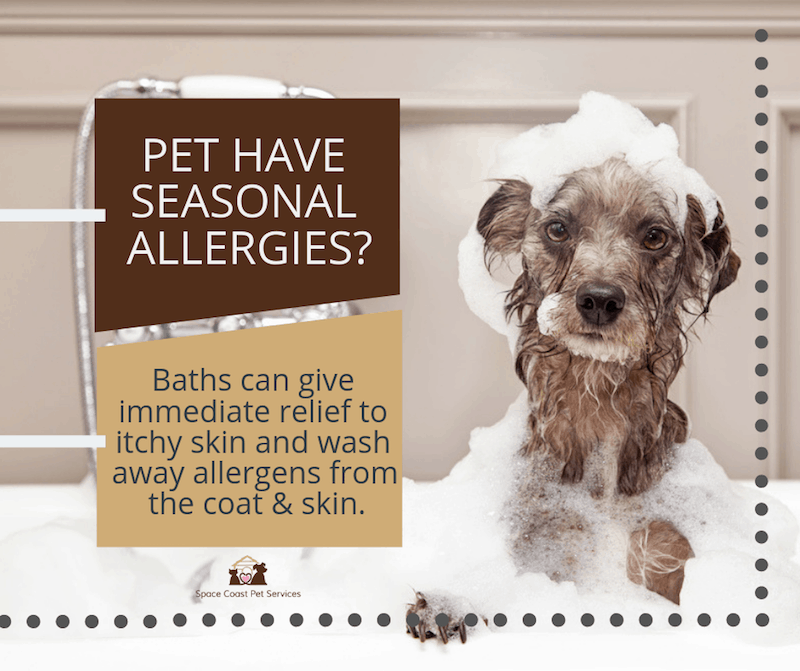 Seasonal allergies for pets