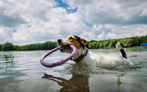 Preventing Pet Drownings in Brevard County