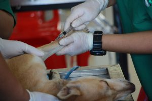dog-surgery-vet-care