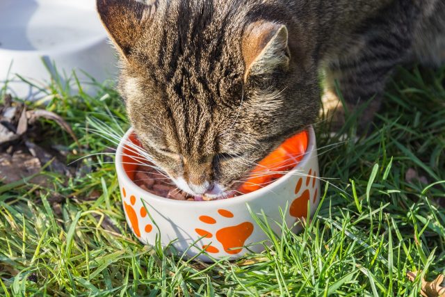 feeding cat in the grass