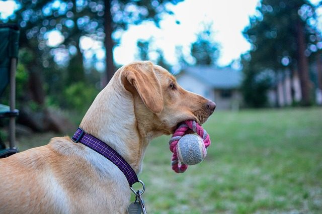 best fetch toys for dogs 