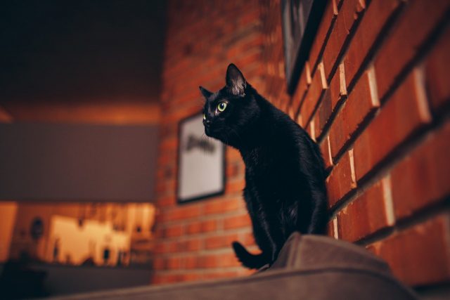 outdoor black kitty