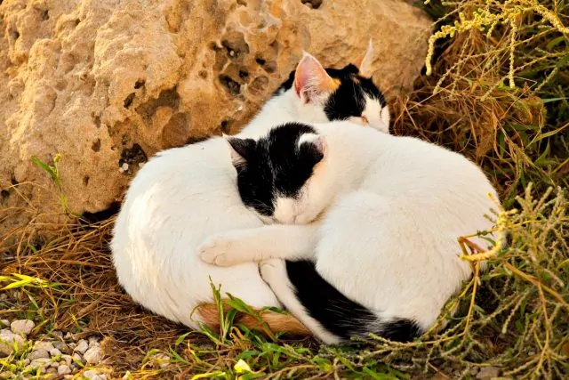 help for feral cats in brevard county florida