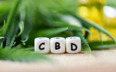 cbd oil for pets