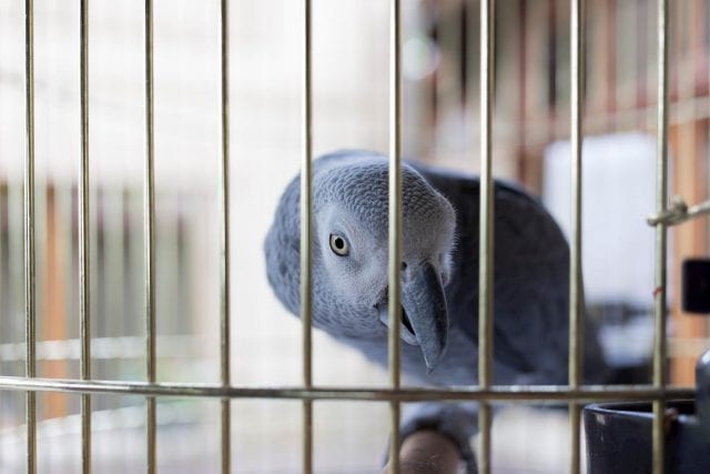 parrots as pets in Brevard County, FL