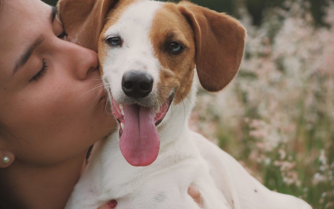 5 Ways to Keep Your Dog Safe from Harm