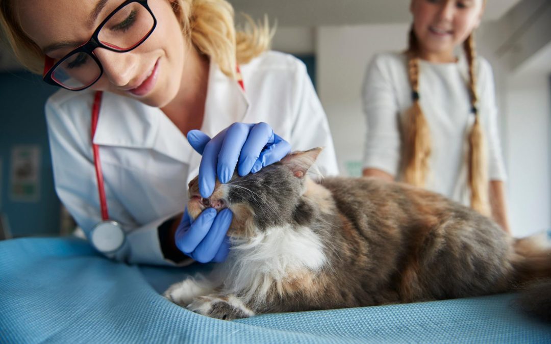 Why Dogs and Cats Really Do Need Dental Care