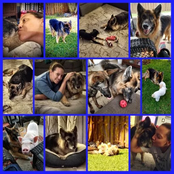 in loving memory of our GSD client