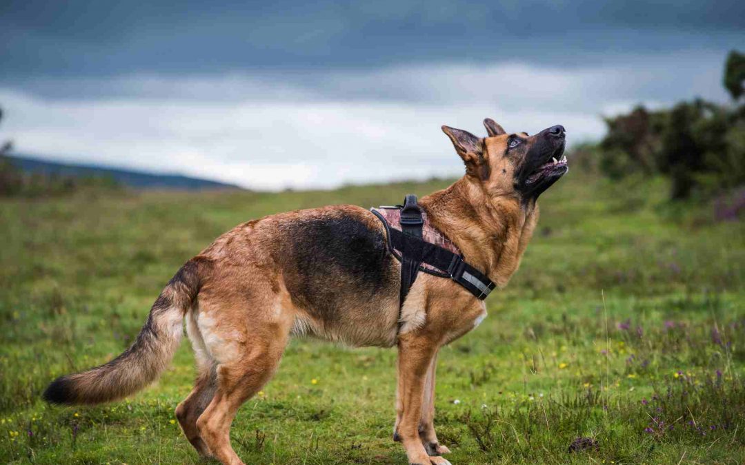 Spotlight on: German Shepherd Dogs