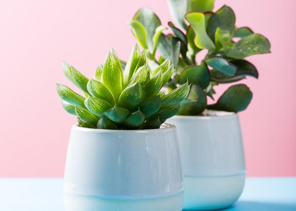 7 Indoor Plants That Are Safe for Pets in Brevard County, Florida