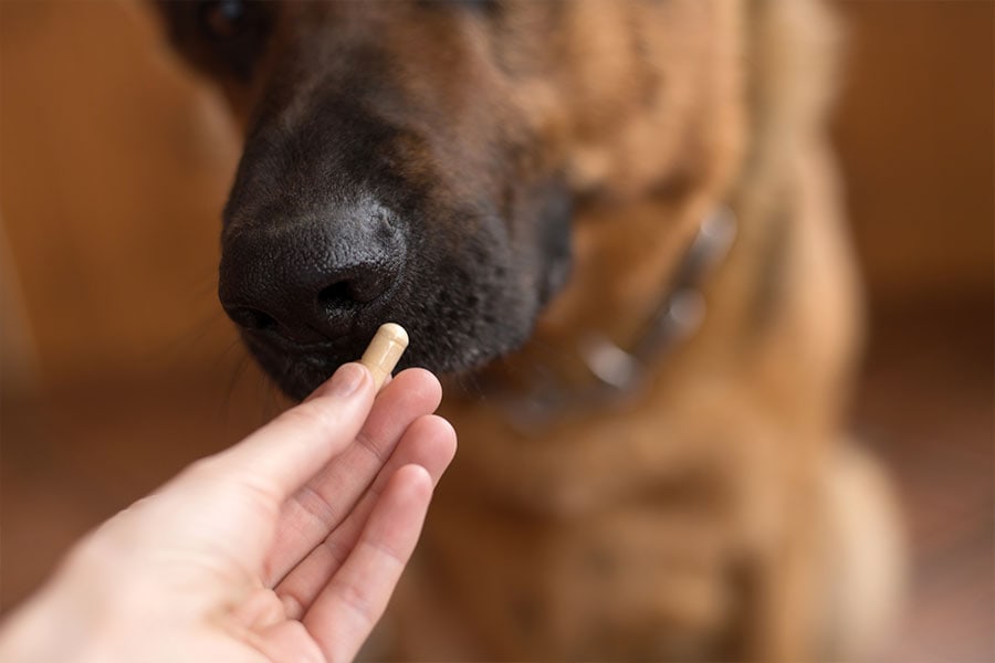 4 Easy Ways to Give Your Dog a Pill