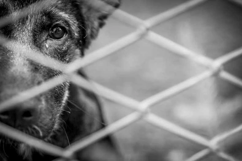 5 Ways To Help Your Local Brevard County Animal Rescue