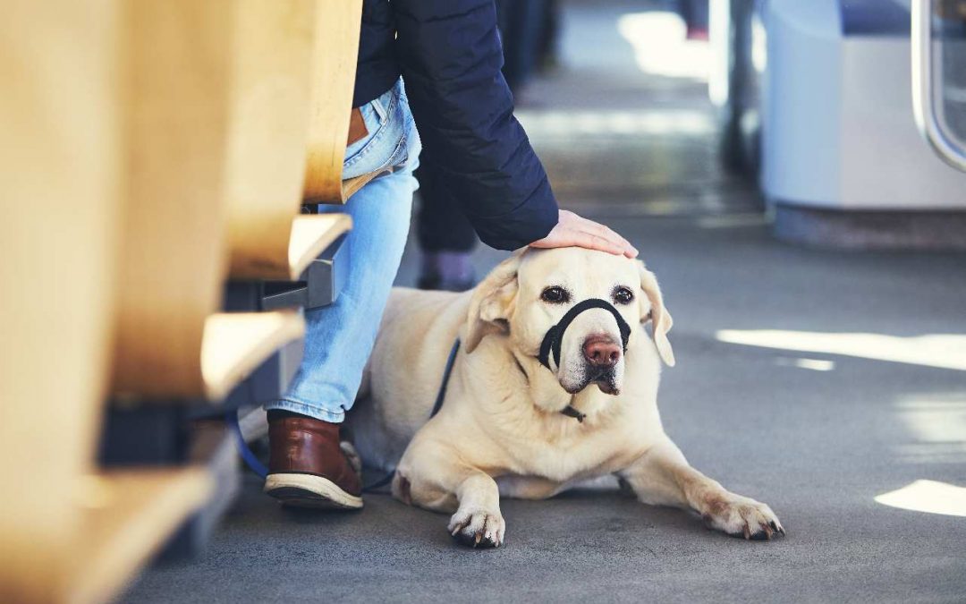 5 Steps to Keep your Dog Calm in Public