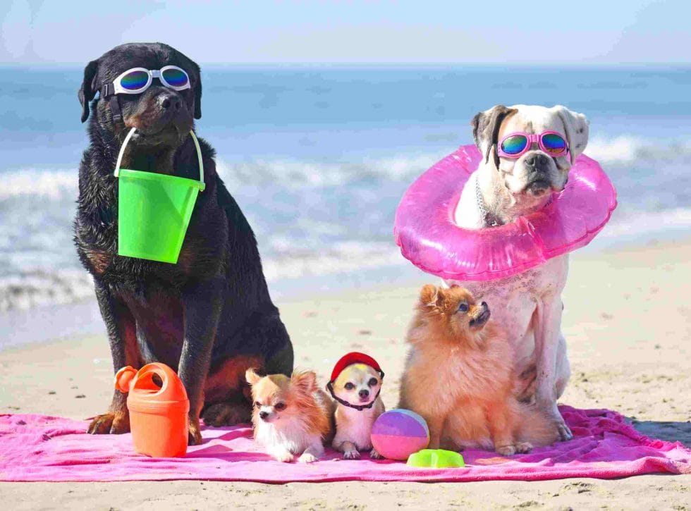 3 Summer Safety Tips for Florida Pets Space Coast Pet Services