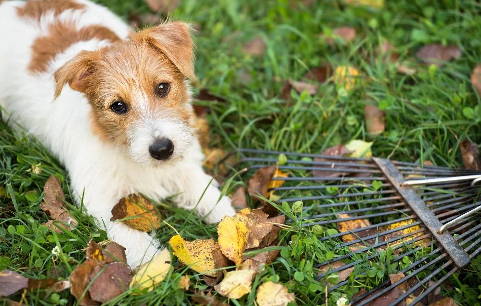 health and safety tips for pets in Fall