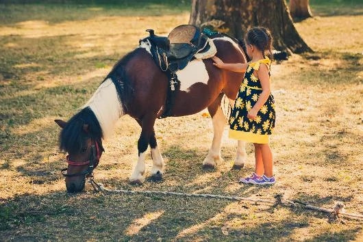 getting a family horse for a pet