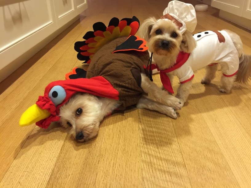 How to Have a PetFriendly Holiday Season Space Coast Pet Services