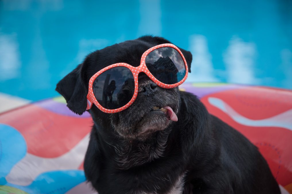 How to Help Your Dog Beat the Heat This Summer in Brevard County