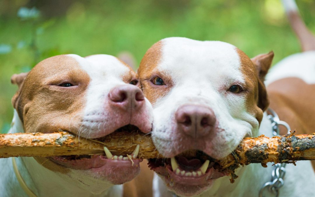 Spolight On: Pit Bulls and Bully Breeds
