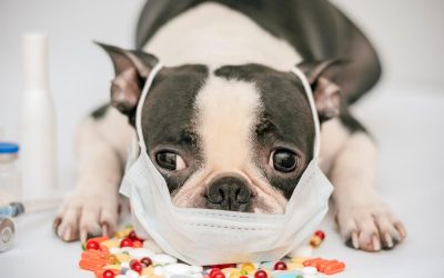 What You Must Know About the Dog Flu & Our Vaccination Requirement