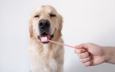 8 Ways to Keep Your Dog’s Teeth Clean Without Them Knowing