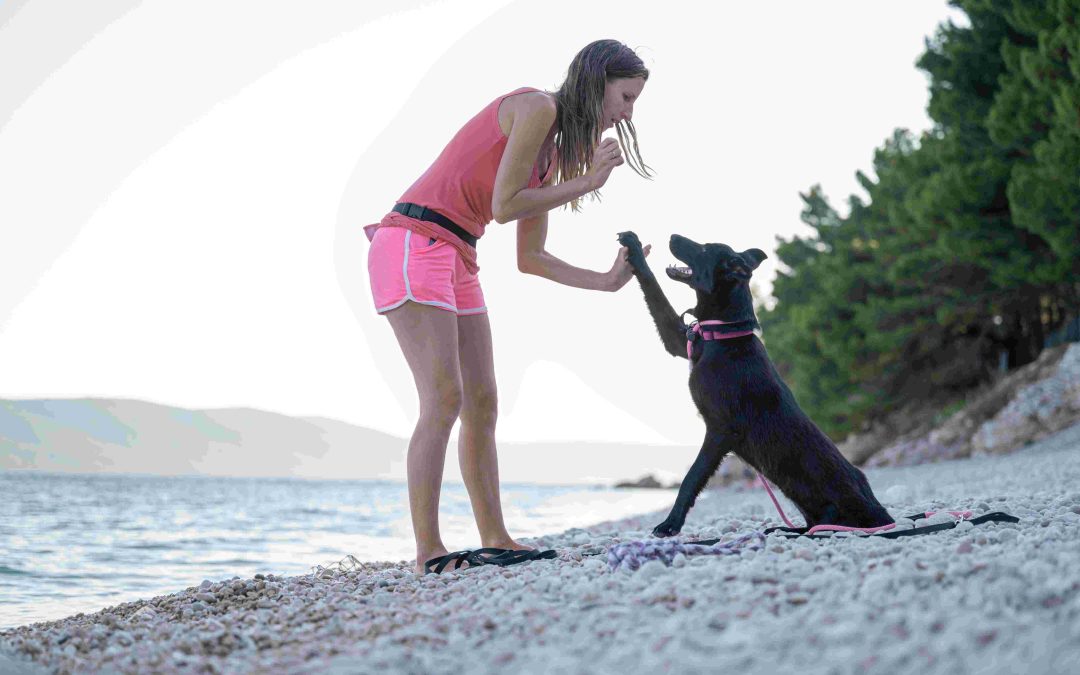 National Train Your Dog Month: Teach Your Dog to Give High-Fives