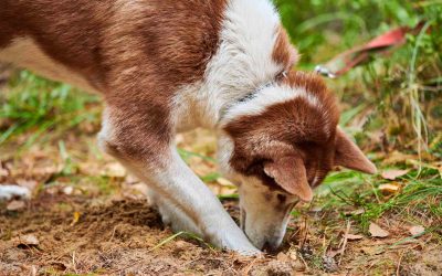 Why the Heck Do Dogs Bury Bones?