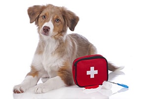 Pet First Aid & CPR Trained