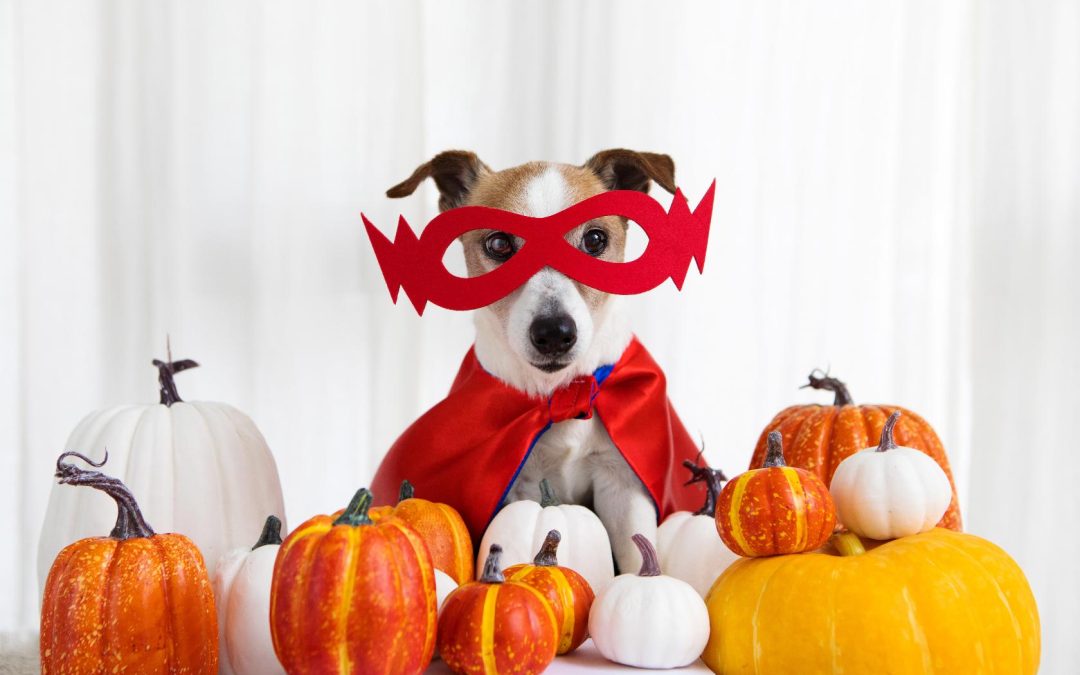 4 Halloween Safety Tips for Pet Parents