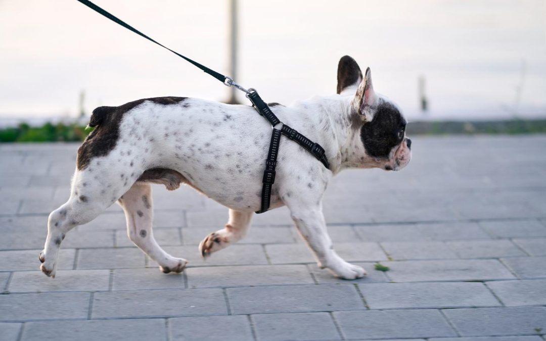 How to Train Your Dog Not to Pull on the Leash