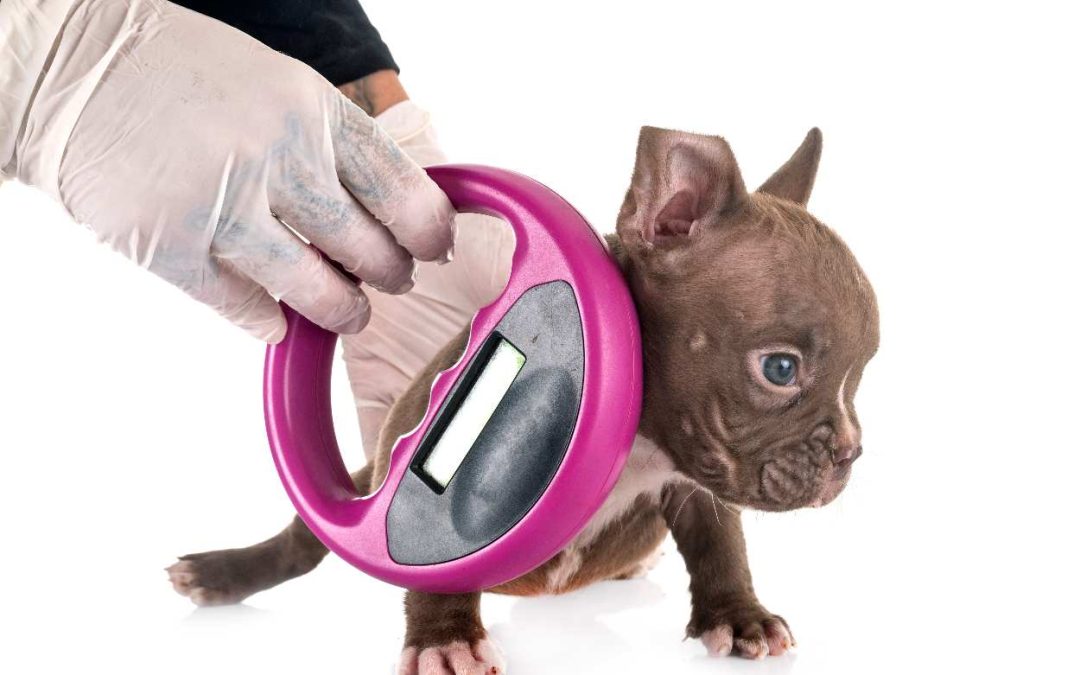 Should I Microchip My Pet in Brevard County?