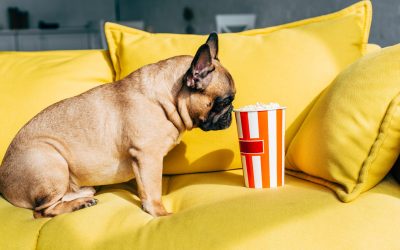 3 Quick & Easy Dog-Friendly Popcorn Recipes