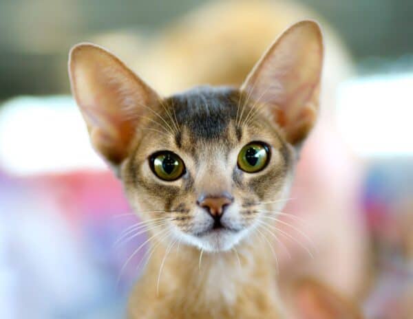 abyssinian cat sitting viera florida