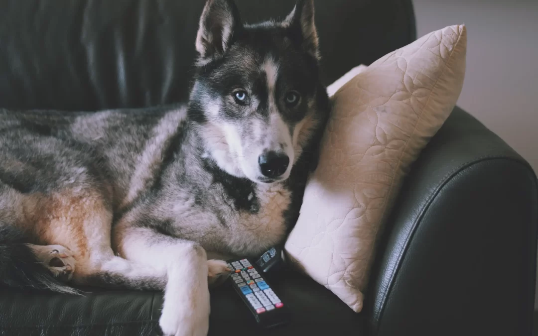 Should You Leave the TV or Radio on For Your Pets?