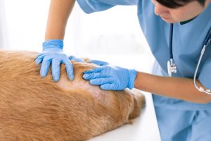 hot spots can be treated by a vet