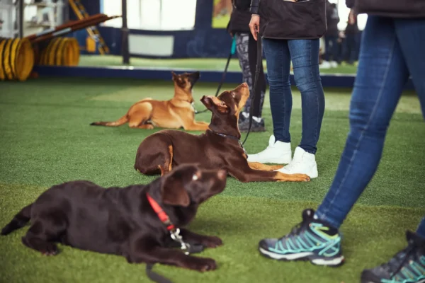 dog training cost brevard county fl price guide