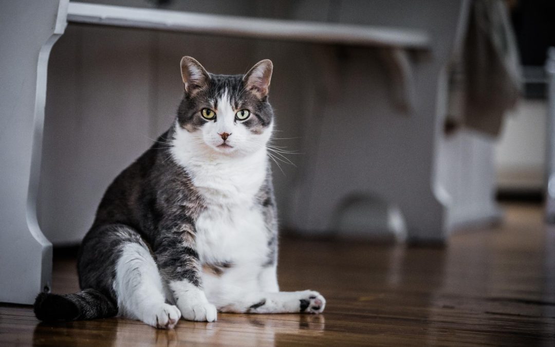 Is Your Pet Obese? 5 Signs to Look Out For and How to Help Them
