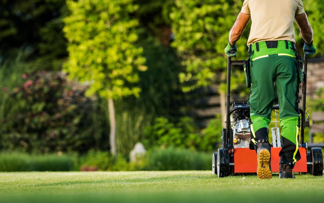 Creating a Pet-Friendly Haven: Non-Toxic Florida Lawn Care