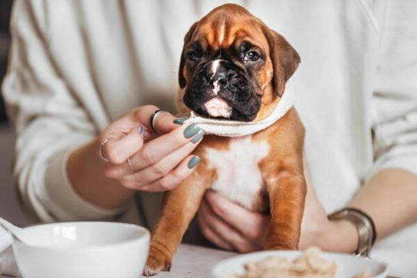 choosing the right dog food puppy boarding viera