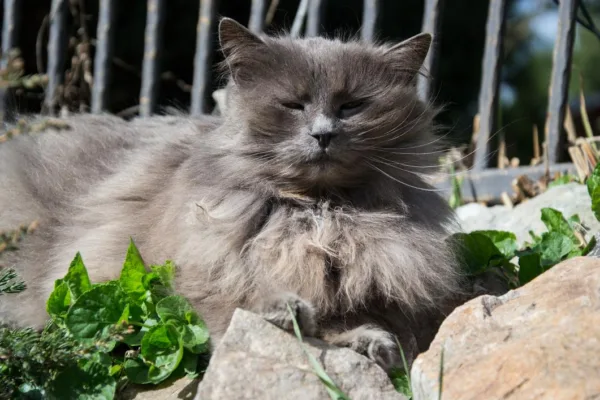 chantilly tiffany cat breed hairballs in cats