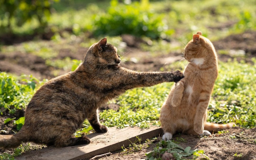 Space Coast Scratch Solutions: Purrfect Solutions to Common Cat Behaviors