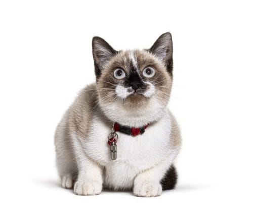 cat sitter near me rockledge viera suntree munchkin cats happy and healthy