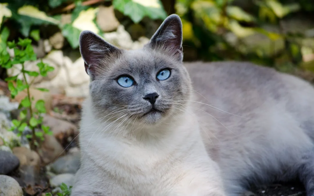 Discover the Charm of Burmese Cats on the Space Coast