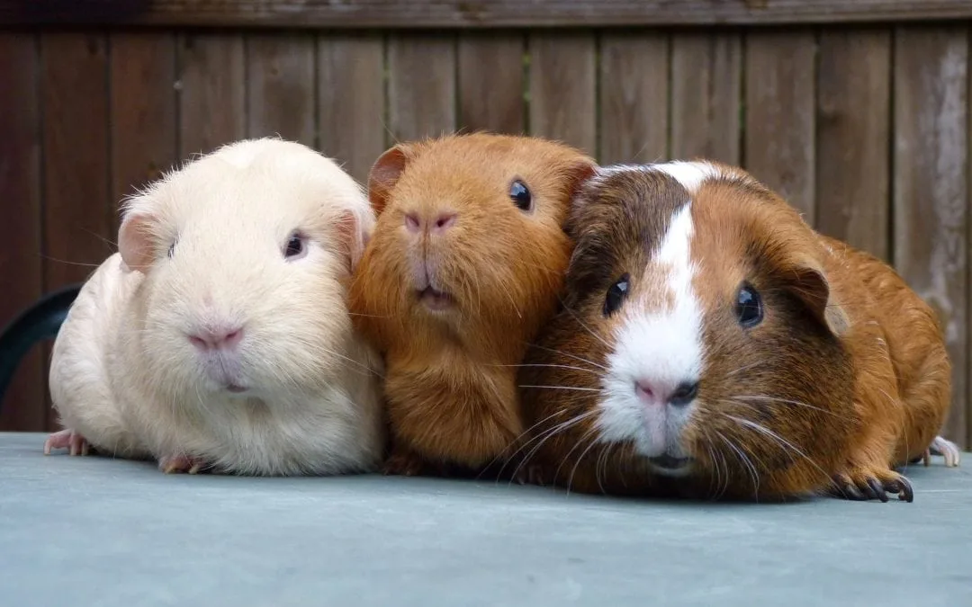 The Perfect Habitat for Your Guinea Pig in a Small Space