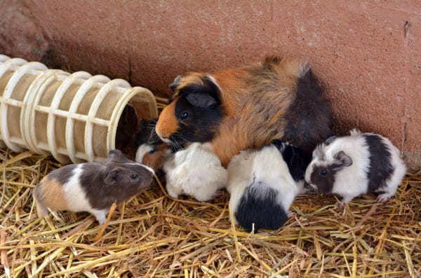 guinea pig habitat cleaning