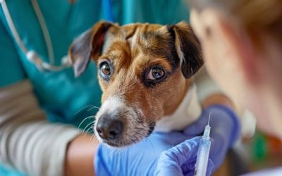 preparing your dog for vaccinations in viera