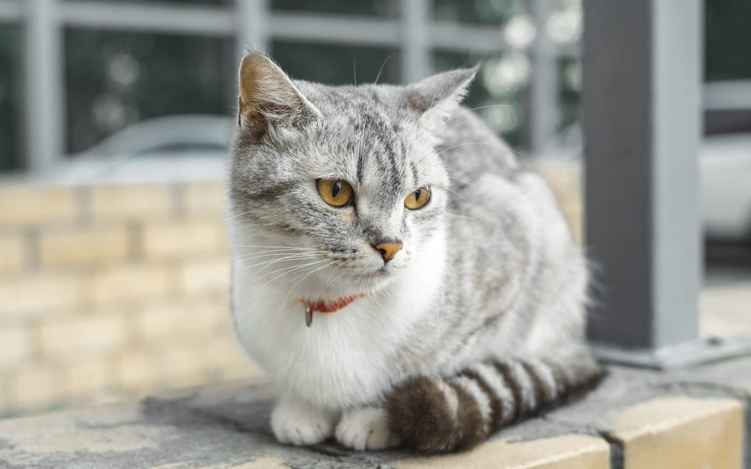 Spotlight On: American Wirehair