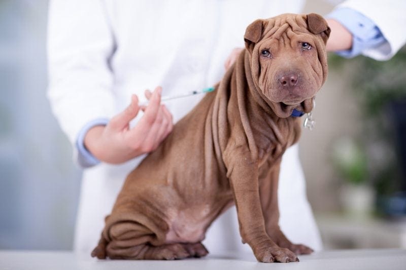 preparing your dog for vaccinations in viera florida